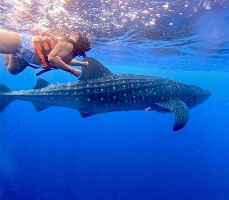 Holbox: Whale Shark and Catoche Island Tour with Snorkeling - FAQ (Frequently Asked Questions)