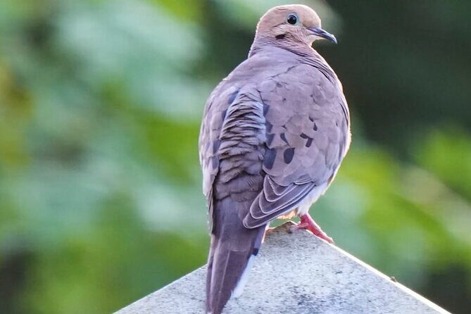 Hollywood Cemetery Hills and History - An In-Depth Look at the Hollywood Cemetery Hills and History Tour