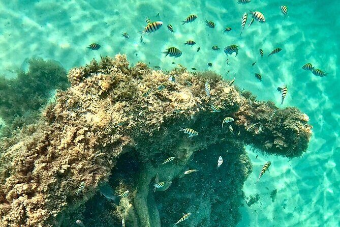 Hollywood Snorkel, Kayak & Paddleboard with Reefs and Sculptures - Exploring Hollywood Snorkel, Kayak & Paddleboard with Reefs and Sculptures