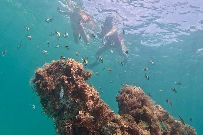 Hollywood Snorkel, Kayak & Paddleboard with Reefs and Sculptures - Key Points