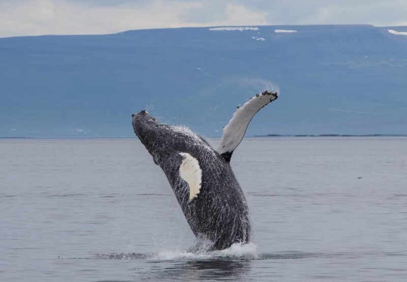 Hólmavík: Whale Watching Tour - Key Points