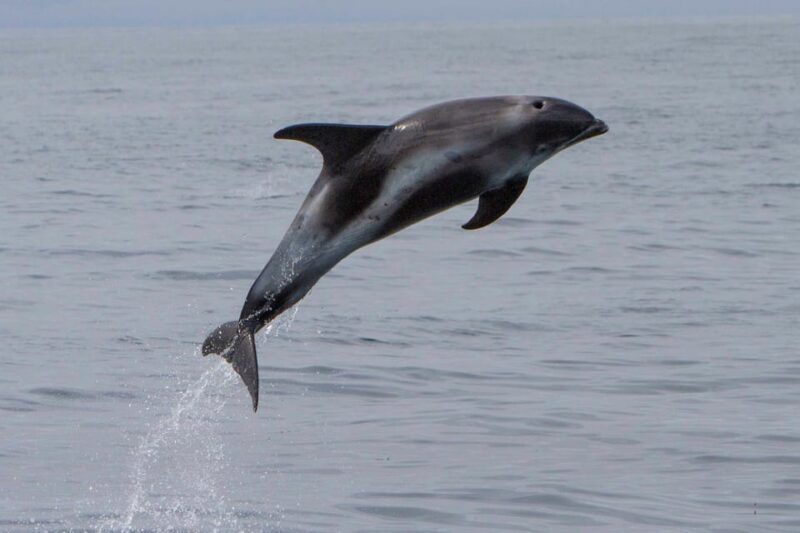 Hólmavík: Whale Watching Tour - What to Expect on the Tour