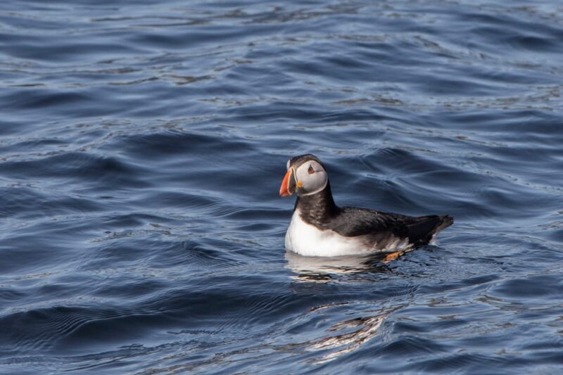 Hólmavík: Whale Watching Tour - Why This Tour Offers Good Value
