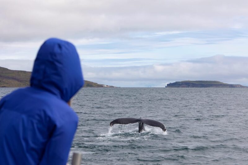 Hólmavík: Whale Watching Tour - The Sum Up