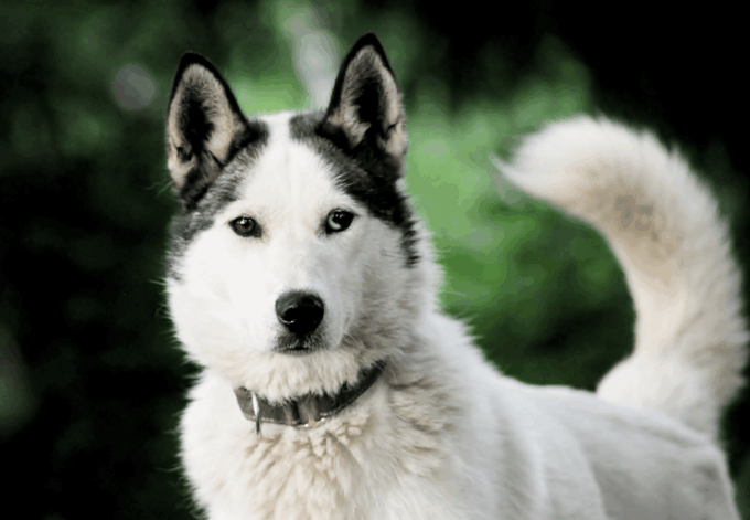 Holy Guide: Husky Safari Including Farm Visit - Important Safety Information
