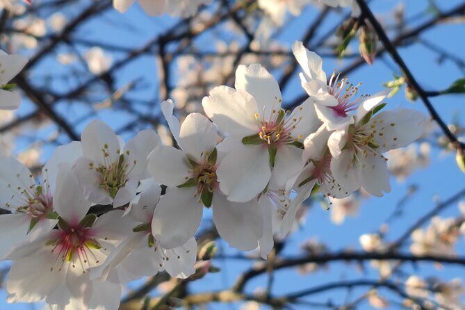 Homemade algarvian with a twist gourmet experience - FAQ