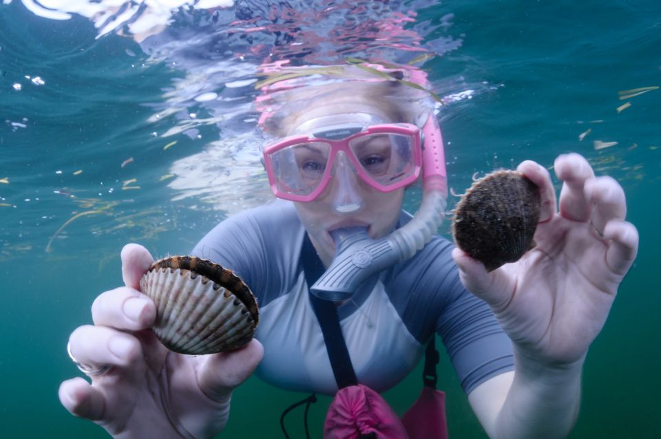 Homosassa: Snorkel & Scallop Hunt in Gulf of Mexico - Key Points