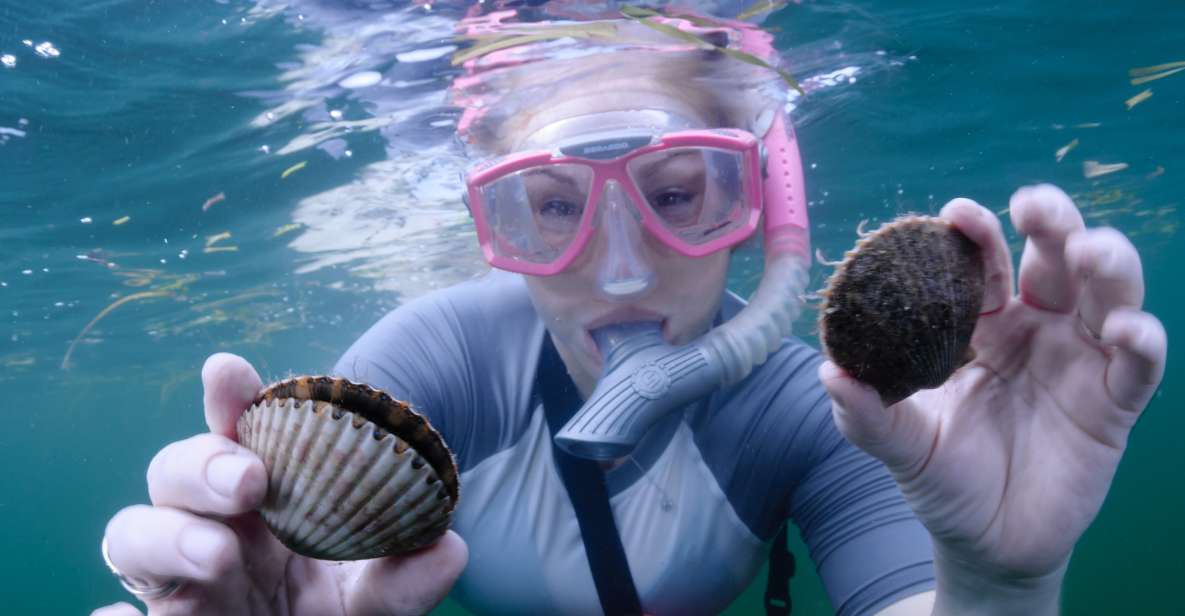 Homosassa: Snorkel & Scallop Hunt in Gulf of Mexico - Scallop Hunting in Gulf of Mexico