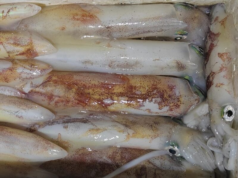 Hondarribia: 4-hour FISHING Day - Experience Details