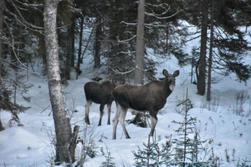 Hønefoss: 2-Day Moose Safari in Oslo's Wilderness - Detailed Itinerary