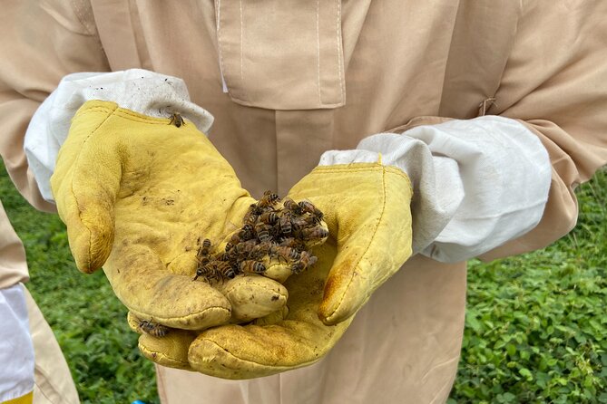 Honey Bee Adventure at the Maui Honey Bee Sanctuary - Educational Aspects of the Tour