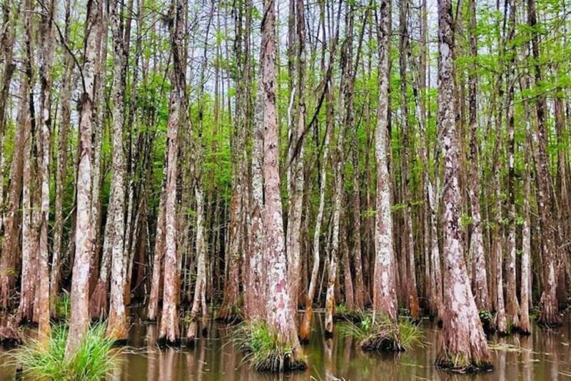 Honey Island Swamp and Bayou Boat Tour with Transportation - Discovering Louisiana’s Honey Island Swamp: An Honest Review of the Boat Tour Experience