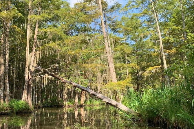 Honey Island Swamp Boat Tour - Tour Details