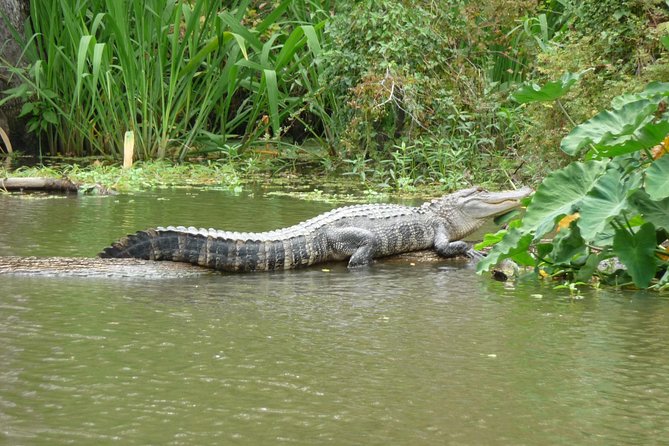 Honey Island Swamp Boat Tour - Inclusions