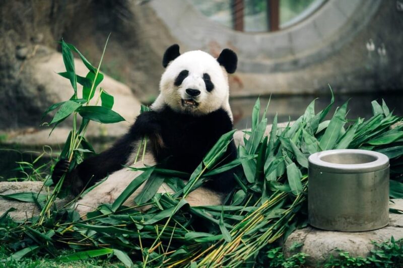 Hong Kong: Ocean Park Entry Ticket + Fine Dining @ Aquarium - Visitor Information and Requirements