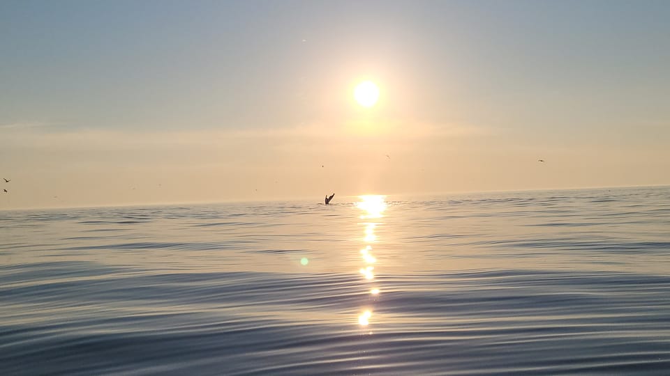 Honningsvåg: North Cape King Crab & Arctic Wildlife Safari - Practical Considerations