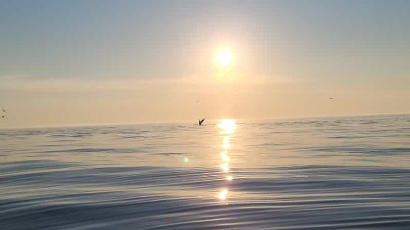 Honningsvåg: North Cape King Crab & Arctic Wildlife Safari - Who Is This Tour Best For?