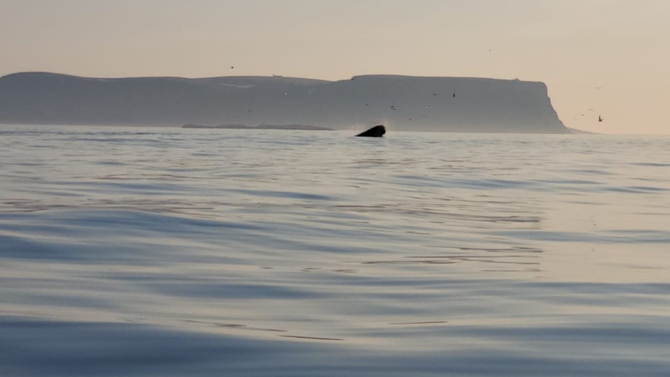 Honningsvåg: North Cape King Crab & Arctic Wildlife Safari - FAQ
