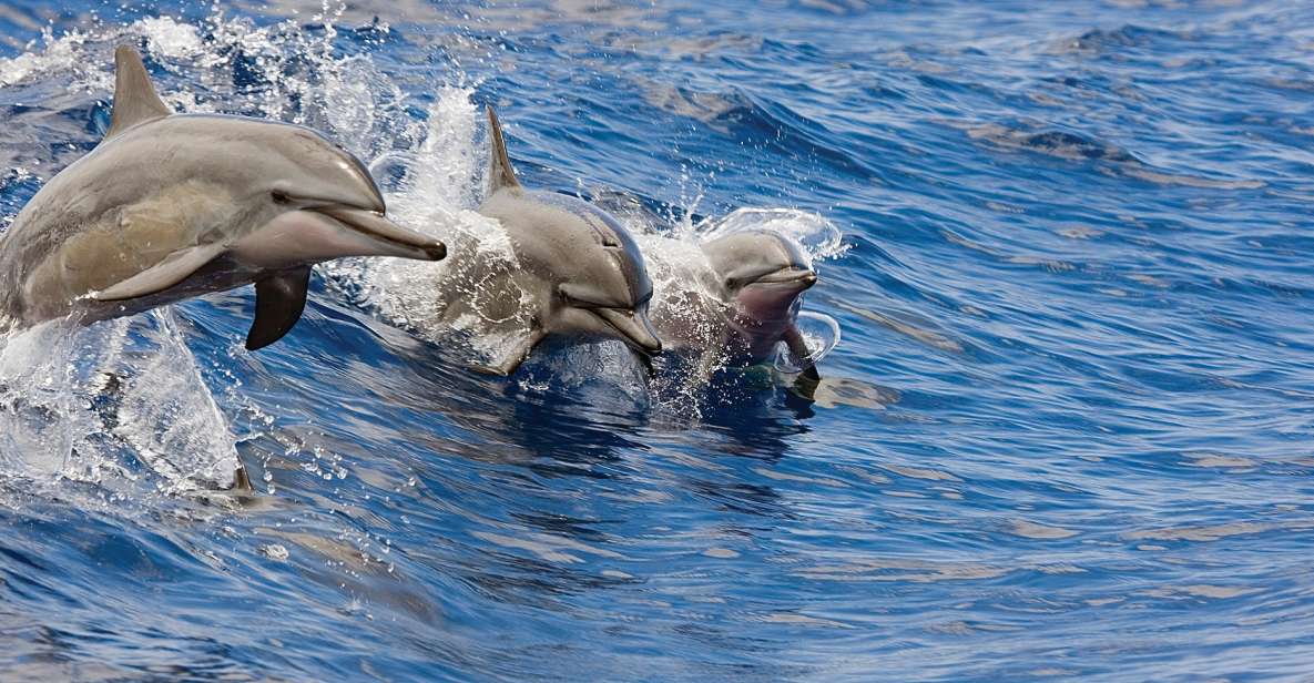 Honokohau: Kona Snorkel and Sail With Drinks and Snacks - Key Points