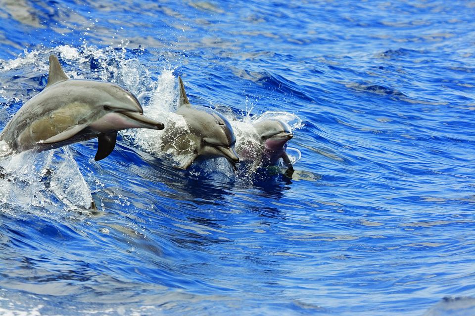 Honokohau: Kona Snorkel and Sail With Drinks and Snacks - Dolphin, Whale, and Turtle Sightings