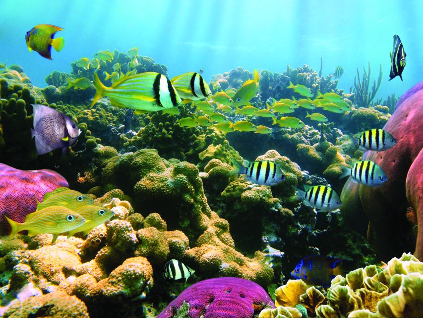Honokohau: Kona Snorkel and Sail With Drinks and Snacks - Crystal Clear Snorkeling Experience