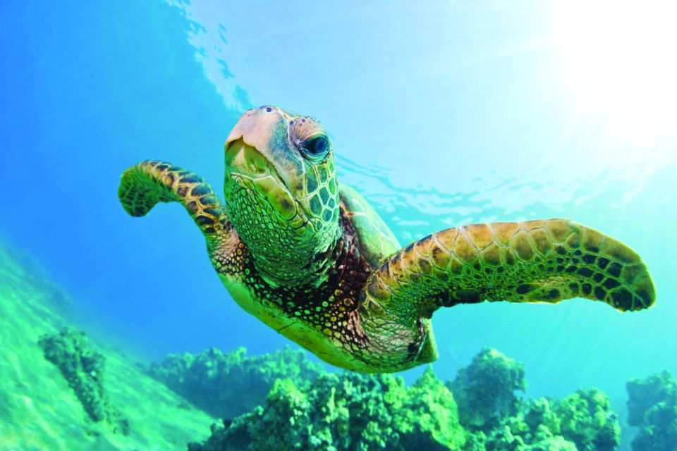 Honokohau: Kona Snorkel and Sail With Drinks and Snacks - Bringing or Purchasing Snorkeling Gear