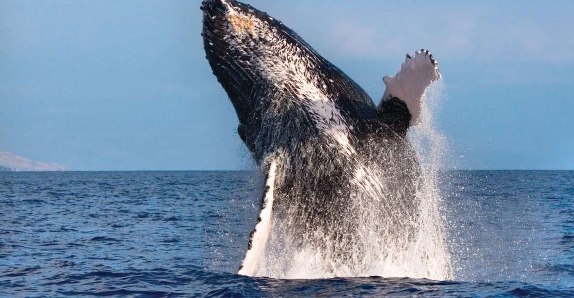 Honokohau: Kona Whale Watching Catamaran Cruise - Highlights of the Catamaran Cruise