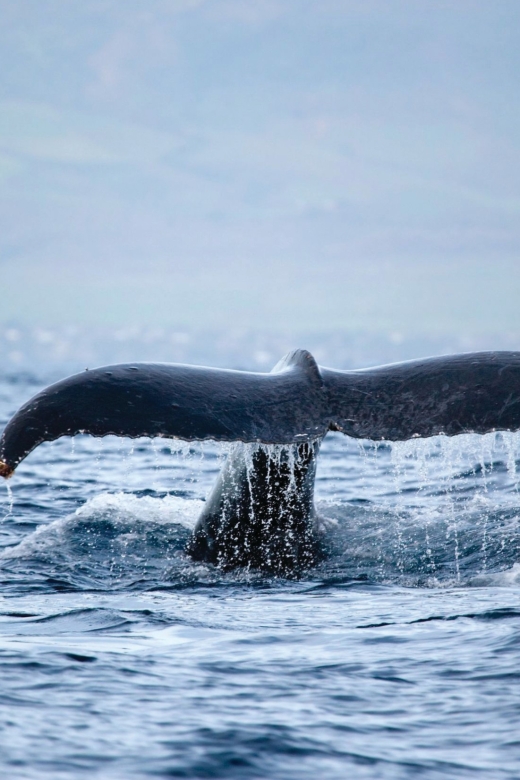 Honokohau: Kona Whale Watching Catamaran Cruise - Inclusions and Amenities