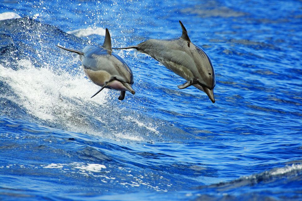 Honokohau: Kona Whale Watching Catamaran Cruise - Duration and Availability