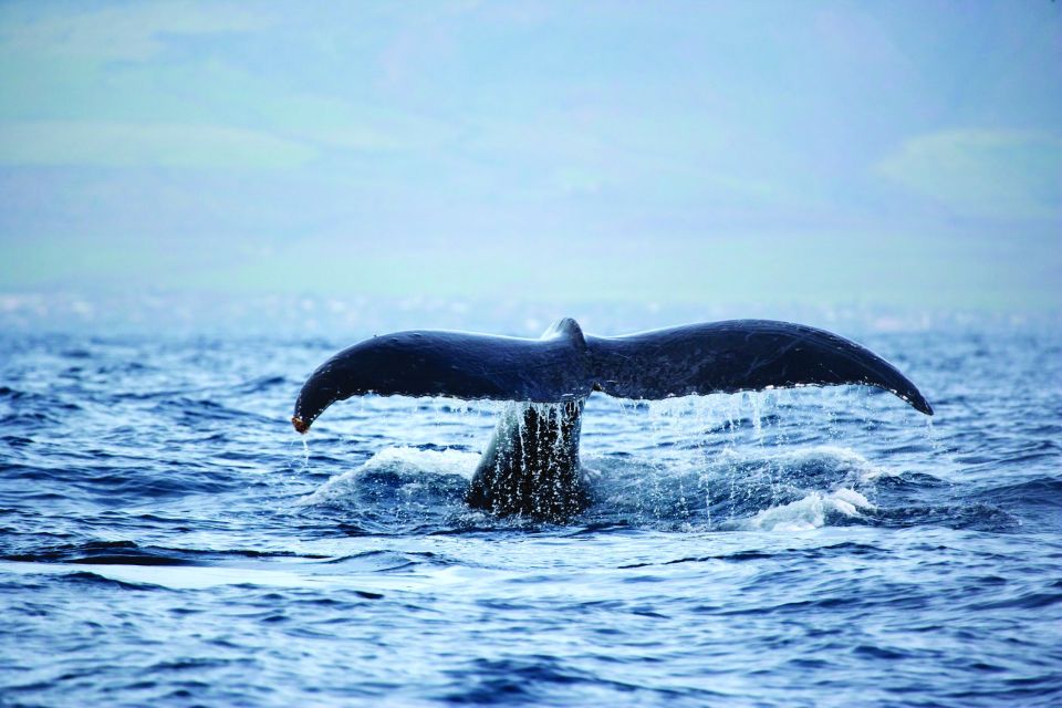 Honokohau: Kona Whale Watching Catamaran Cruise - Recap