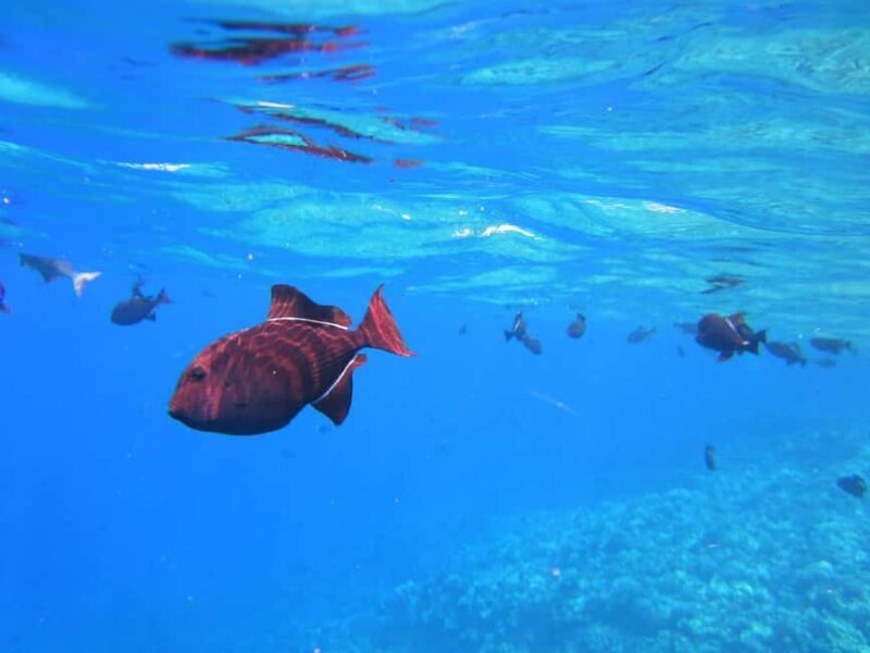 Honolulu: Hanauma Bay Snorkeling Experience w/ Hotel Pickup - FAQ