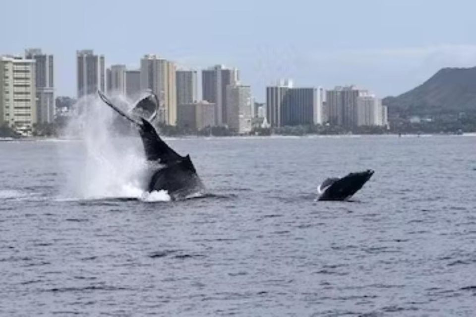 Honolulu: Marine Life Boat Tour on Waikiki Catamaran Charter - Important Information for Guests