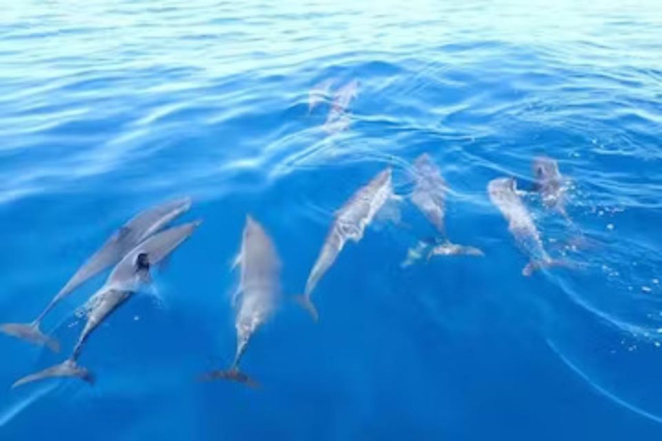 Honolulu: Marine Life Boat Tour on Waikiki Catamaran Charter - Sailing Hawaiian Waves