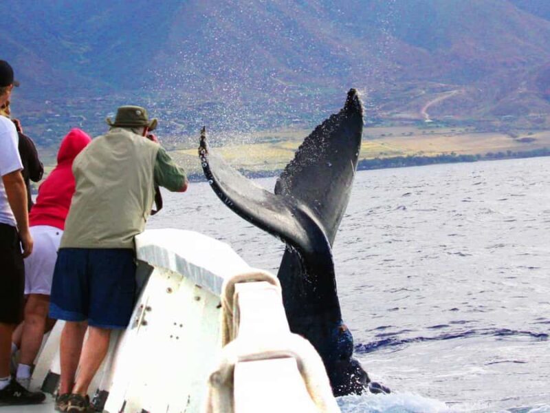 Honolulu: Oahu Whale Watching Boat Tour - The Itinerary: A Closer Look