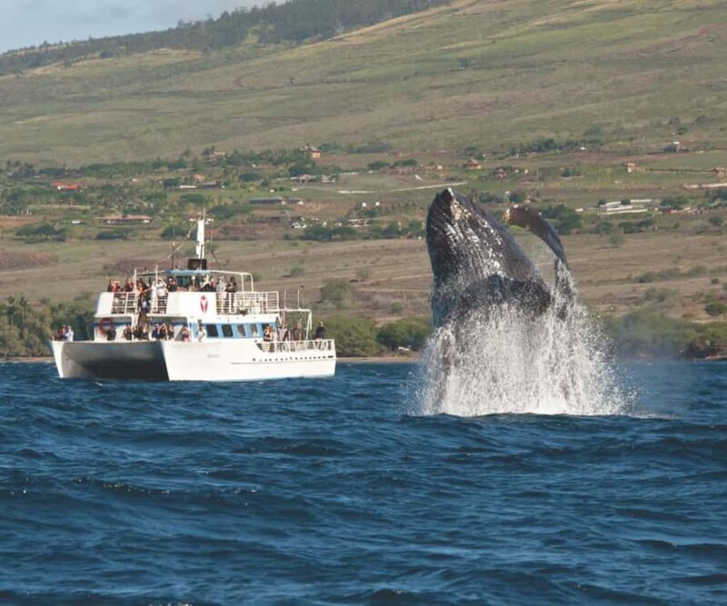Honolulu: Oahu Whale Watching Boat Tour - Pricing and Value
