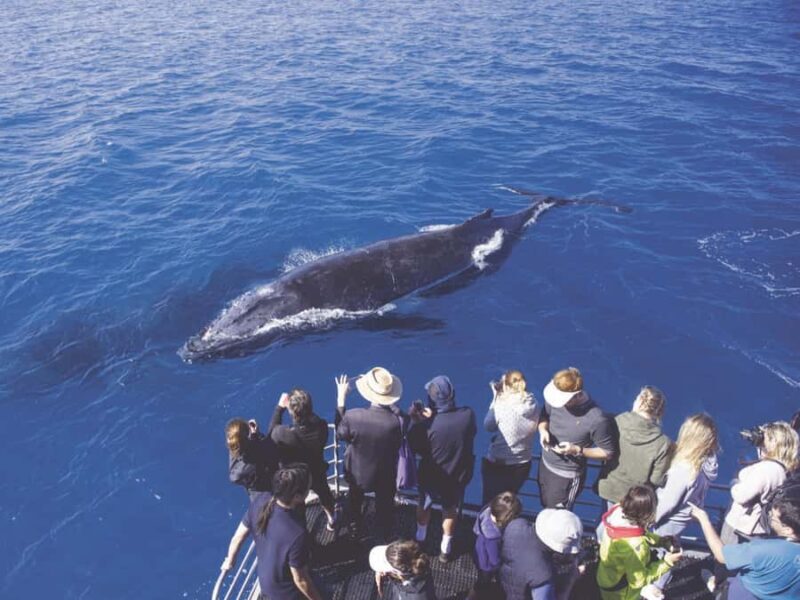 Honolulu: Oahu Whale Watching Boat Tour - Who Is This Tour Best For?