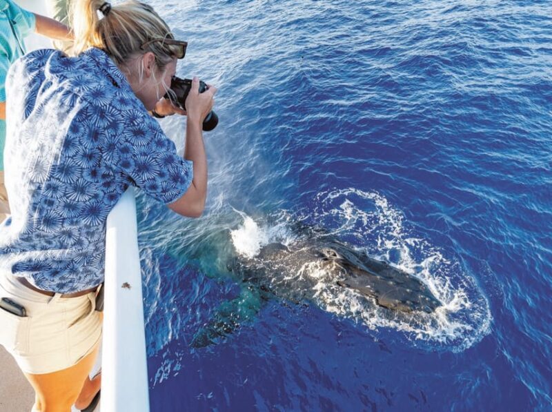 Honolulu: Oahu Whale Watching Boat Tour - FAQs