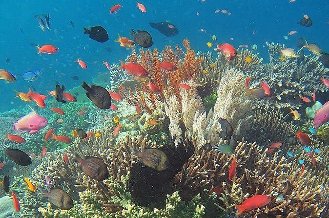 Honolulu Sailing and Snorkeling Activity - Practical Details and Tips