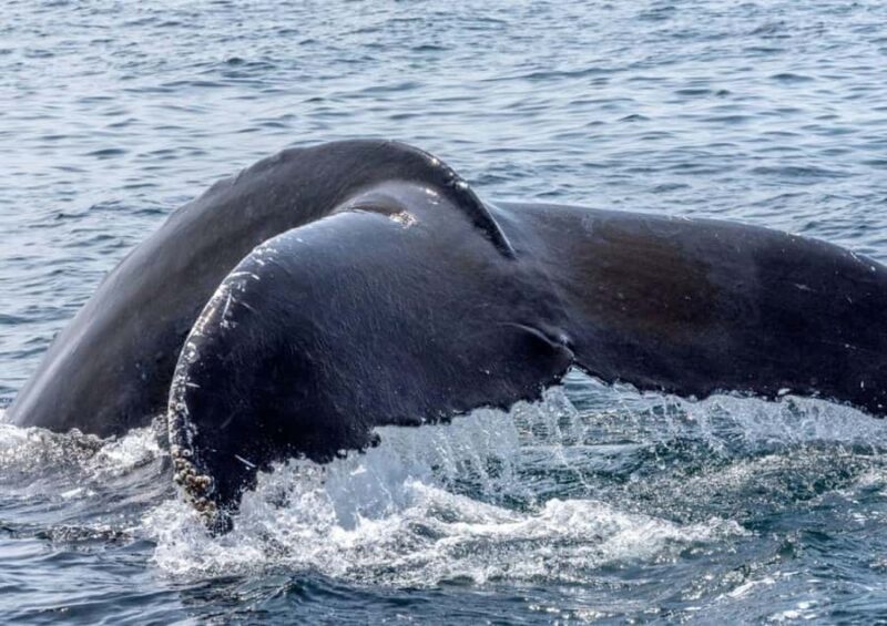 Honolulu: Small-Group Whale Watching Raft Adventure - Key Points