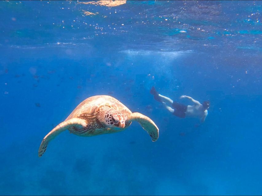 Honolulu: Snorkel With Turtles, Water Scooter, Paddleboard - Pricing