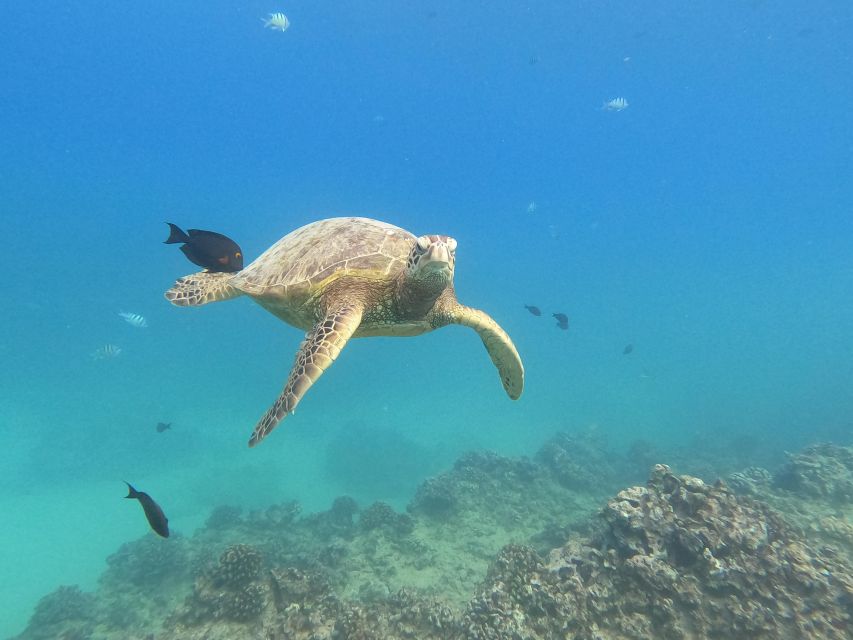 Honolulu: Snorkel With Turtles, Water Scooter, Paddleboard - Guaranteed Sea Turtle Viewing