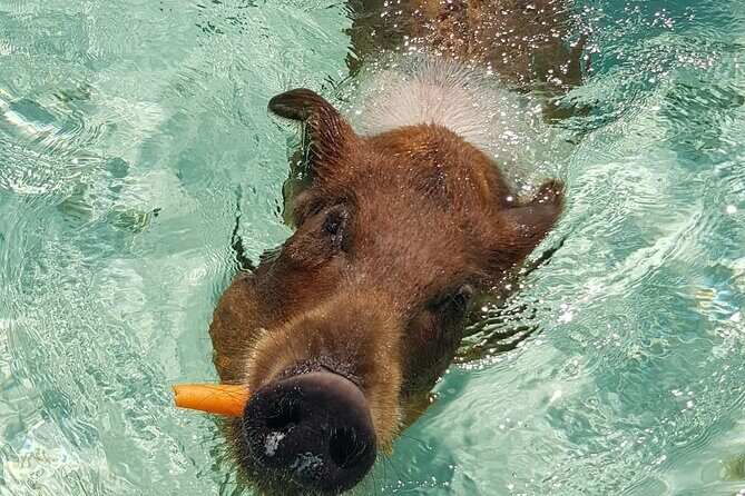 Honor Roll Private Bahamas Boat Charter - Analyzing the Cost and Value