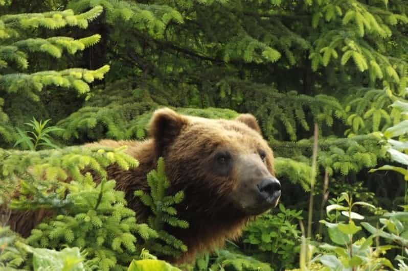 Hoonah: Chichagof Island Brown Bear Search - Key Points: