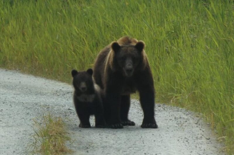 Hoonah: Chichagof Island Brown Bear Search - Why Consider the Hoonah Brown Bear Search?