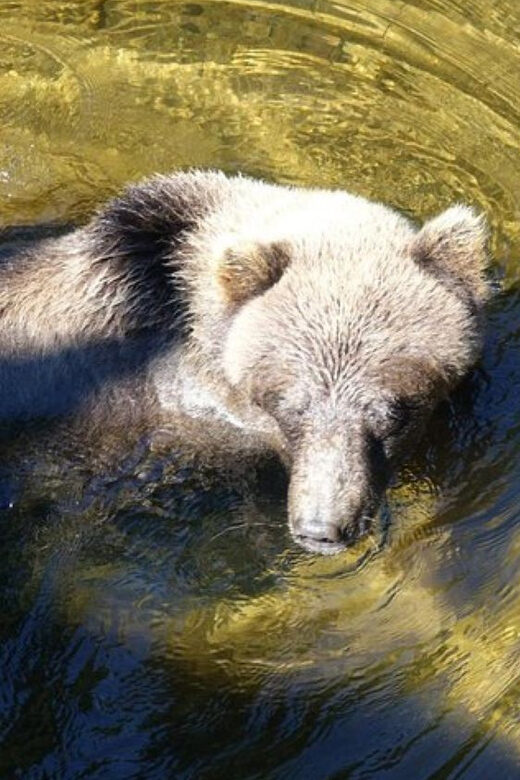 Hoonah: Chichagof Island Brown Bear Search - The Cost and Its Value