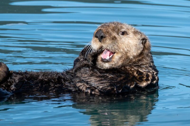 Hoonah: Icy Strait Whale Watch with Drone Filmography - Exploring the Experience: What You Can Expect