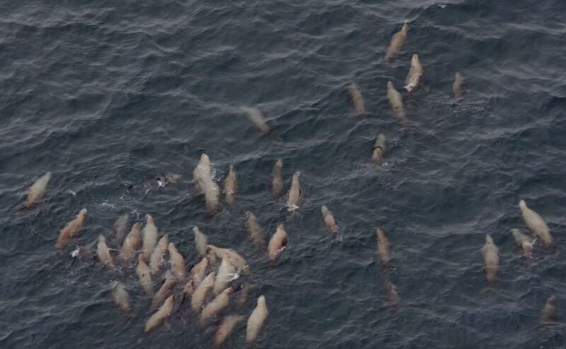 Hoonah: Icy Strait Whale Watch with Drone Filmography - The Sum Up