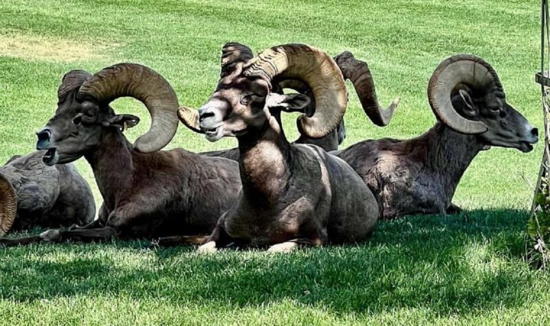 Hoover Dam,7 Magic Mountains VIP Experience Small Group Tour - An Introduction to the Tour Experience