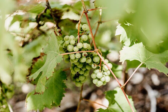 Hop on Hop Off Bus - Tamborine Mountain - Authentic Experiences and Genuine Insights