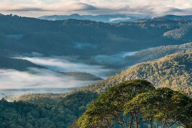 Hop on Hop Off Bus - Tamborine Mountain - Managing Expectations